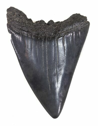 Fossil Great White Shark Tooth - #48887